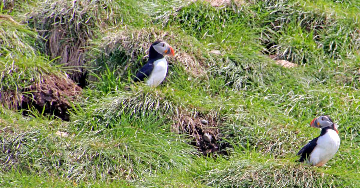 St. John’s, Newfoundland: Puffins, Cod, Cod Tongues, and Farthest East