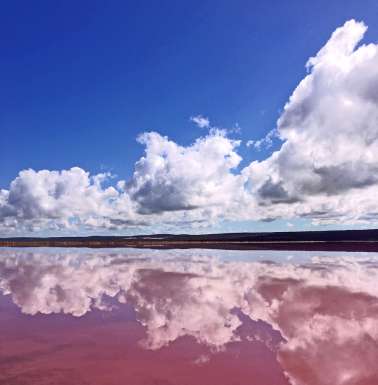 The color is caused by special algae.