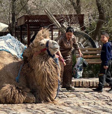A little boy really didn't want to leave the camel.