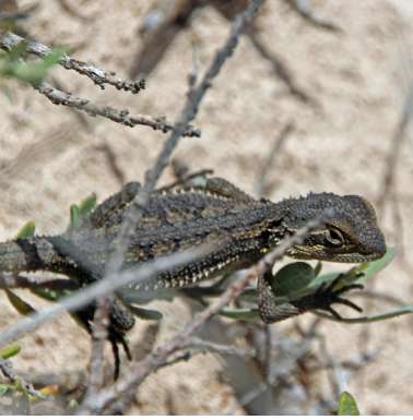 Abrolhos baby dwarf bearded dragon.