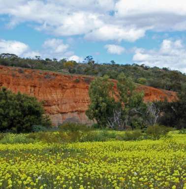 Everlastings at Coalseam.