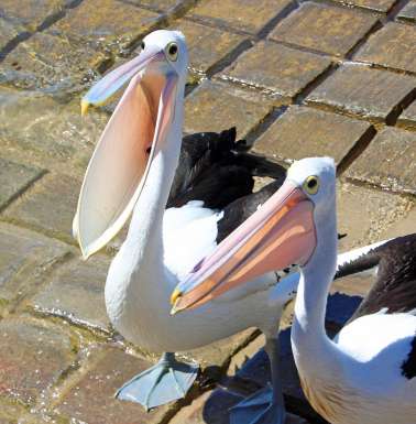 Pelicans saying 'ahhh'