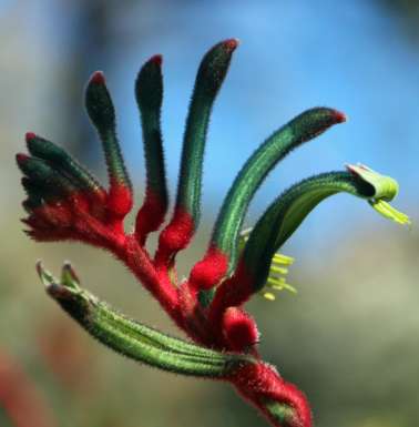 Red and green kangaroo paws.