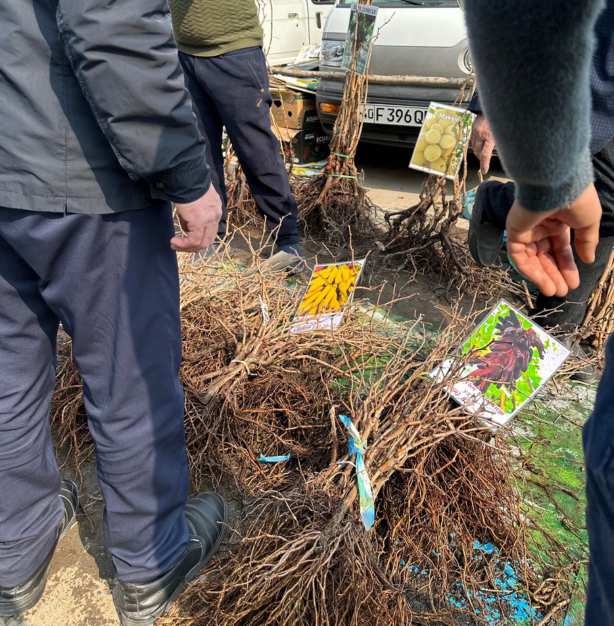 Buying grape vines - depending on how you define your search you may find from 37 to 300 varieties of grape in Uzbekistan