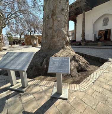 A 750-year-old tree!