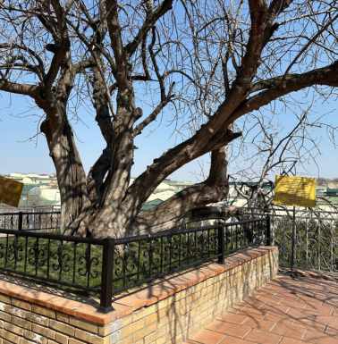 The pistachio tree at Daniel's tomb.