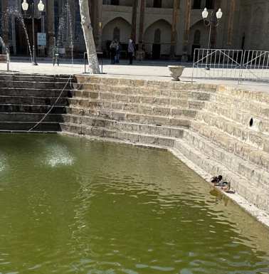 Ducks and a turtle enjoying Bolo Hauz.